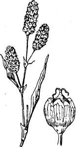 ПЛЮШКА