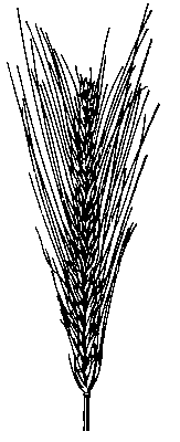 Рис. 1. Колос ржи.