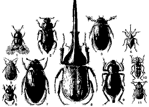1. Перистокрылка большегрудая (Acrotrichis grandicollis) — Европа, внетропич. Азия, Сев. Африка. 2. Могильщик германский (Necrophorus germanicus) — Европа. 3. Плавунец окаймленный (Macrodytes marginalis) — Европа, внетропич. Азия, Сев. Африка. Вредит рыбе в прудах. Самец. 4. Плодожил ореховый (Curculio nucum) — Европа. Вредитель лесных орехов и желудей. 5. Полоскун бороздчатый (Acilius sulcatus) — Европа, Азия (Зап. Сибирь). Самка. 6. Калоед-корова (Onthophagus vacca) — Европа, Передняя Азия, Сев. Африка. 7. Водолюб большой чёрный (Hydrous piceus) — Европа, Передняя и Ср. Азия, Сев. Африка. 8. Жук-геркулес (Dynastes hercules) — тропическая Юж. Америка. Самец. 9. Медляк гигантский (Blaps gigantea) — Ср. Азия. 10. Дровосек домовый (Hylotrupes bajulus) — Европа, Азия (Сибирь, Передняя Азия), Сев. Африка. Вредитель деревянных строений. 11. Мертвоед морщинистый (Thanatophilus rugosus) — Европа, внетропич. Азия.
