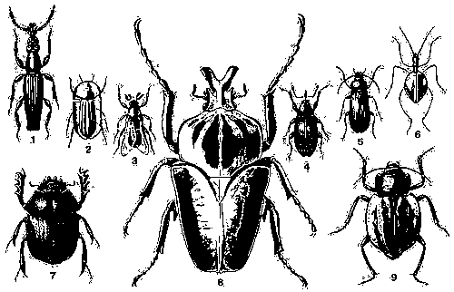 1. Долготел средиземноморский (Amorphocephalus coronatus) — Юж. Европа, М. Азия. 2. Коссиф крымский (Cossyphus tauricus) — Юго-Вост. Европа, Передняя Азия. 3. Веероносец малокрылый (Rhipiphorus subdipterus) — Юж. Европа. 4. Яблонный долгоносик, яблонный цветоед (Anthonomus pomorum) — Европа, Вост. Азия. Вредитель бутонов яблони, груши. 5. Пыльцеед протей (Omophlus proteus) — Юго-Вост. Европа, М. Азия. 6. Пещерник Гогенварта (Loptodirus hohenwarti) — Европа (пещеры Югославии). 7. Навозник священный (Scarabaeus sacer) — Юж. Европа, Передняя и Ср. Азия, Сев. Африка. 8. Голиаф королевский (Goliathus regius) — тропич. Африка. 9. Чернотелка закаспийская (Sternodes caspius) — Ср. Азия (пустыни).