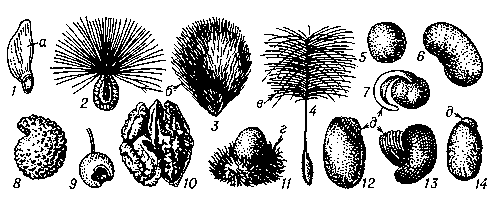 Рис. 3. Форма семян: 1 — сосны; 2 — ваточника; 3 — хлопчатника; 4 — строфанта; 5 — гороха; 6 — фасоли; 7 — хохлатки; 8 — ясколки; 9 — бересклета; 10 — грецкого ореха; 11 — равеналы; 12 — фиалки; 13 — чистотела; 14 — клещевины; а — крылышко; б — волоски; в — летучка; г — ариллус; д — карункула.