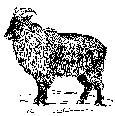 Гималайский тар.