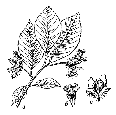 Бук восточный: ветка с плодами; б — мужской цветок; в — плоды в плюске.