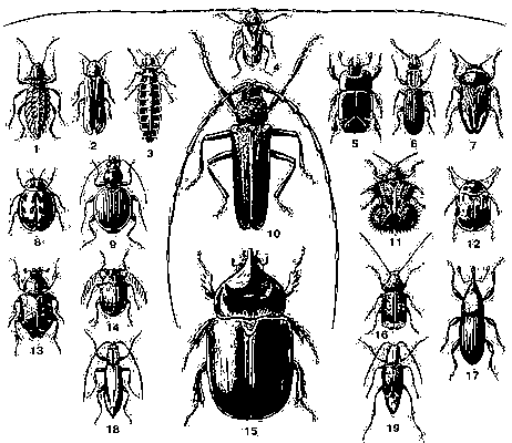 1. Чернотелка двузубчатая (Sepidium bidentatum) — Зап. Средиземноморье. 2. Светляк обыкновенный (Lampyris noctiluca) — Европа, Азия (Сибирь, М. Азия), Сев. Африка. Самец. 3. Светляк обыкновенный (Lampyris noctiluca) — Европа, Азия (Сибирь, М. Азия), Сев. Африка. Самка. 4. Усач серый длинноусый (Acanthocinus aedilis) — Европа, Сев. Азия. Самец. 5. Карапузик-плоскушка (Hololepta plana) — Европа, внетропическая Азия. 6. Мукоед суринамский (Oryzaephilus surinamensis) — космополит. 7. Златка туркменская (Cyphosoma turcomanicum) — Ср. Азия. 8. Коровка перевязанная (Adalia fasciatopunctata) — Европа (Кавказ), Азия (Сибирь, Ср. и М. Азия). 9. Жужелица Комарова (Discoptera komarovi) — Ср. Азия (пустыни Туркмении). 10. Усач большой дубовый (Cerambyx cerdo) — Ср. и Юж. Европа, М. Азия, Вредитель дуба. 11. Листоед-шипоноска вырезанный (Dactylispa excisa) — Вост. Азия. 12. Листоед двенадцатиточечный (Paropsides duodecimpustulata) — Вост. Азия. 13. Пестряк восьмиточечный (Gnorimus octopunctatus) — Ср. и Юж. Европа, М. Азия. 14. Зерновик акациевый (Kytorrhinus quadriplagiatus) — Юго-Вост. Европа. Вредитель семян жёлтой акации. 15. Носорог-стратег (Strategus alceus) — тропич. Юж. Америка. Самец. 16. Ложнослоник беловатый (Anthribus albinus) — Европа, Азия (Зап. Сибирь). 17. Амбарный долгоносик (Calandra granaria) — космополит. Вредитель зерна на складах. 18. Щелкун усачевидный (Clon cerambycinus) — Ср. Азия. 19. Петриа длинноусая (Petria antennata) — Ср. Азия.