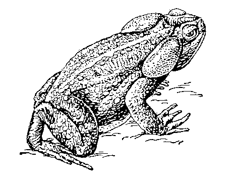 Рис. к ст. Ага.