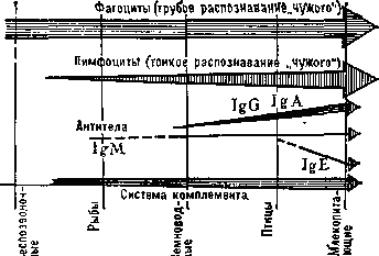 Эволюция   механизмов   внутренней   защиты у животных. IgM,  igG,   IgA, IgE — различные  классы  антител.