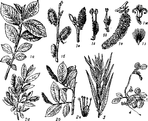 Ивы: 1 — ива козья (Salix caprea), a — олиственный побег, б — побег с мужскими серёжками, в — женская серёжка, г — мужской цветок, д — женский цветок, е — серёжка с раскрывшимися плодами, ж — раскрывшаяся коробочка, з — семя; 2 — ива пятитычинковая (S. reptandra), а — ветвь с мужскими серёжками, 6 — ветвь с женскими серёжками, в — мужской цветок; 3 — ива прутьевидная (5. viminalis), олиственный побег; 4 — ива травянистая (5. herbасеа).
