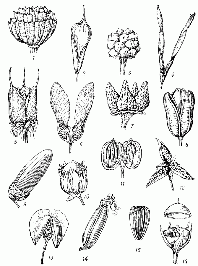 Плоды. Апокарпные: 1 — многолистовка (купальница европейская); 2 — однолистовка (живокость полевая); 3 — многоорешек (чистяк весенний); 4 — боб (жёлтая акация); синкарпные: 5 — верхняя синкарпная коробочка (зверобой продырявленный); 6 — двукрылатка (клён татарский); 7 — ценобий (воробейник полевой); 8 — нижняя синкарпная коробочка (касатик сибирский); 9 — жёлудь (дуб черешчатый); 10 — орех (лещина обыкновенная): 11 — вислоплодник (борщевик сибирский), паракарпные: 12 — верхняя паракарпная коробочка (фиалка полевая); 13 — стручочек (ярутка полевая); 14 — нижняя паракарпная коробочка (ятрышник); 15 — семянка (подсолнечник); 16 — лизикарпная   крыночка  (очный цвет).