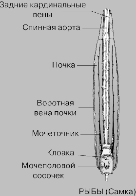 ВЫДЕЛИТЕЛЬНАЯ СИСТЕМА РЫБЫ