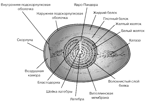 СТРОЕНИЕ КУРИНОГО ЯЙЦА