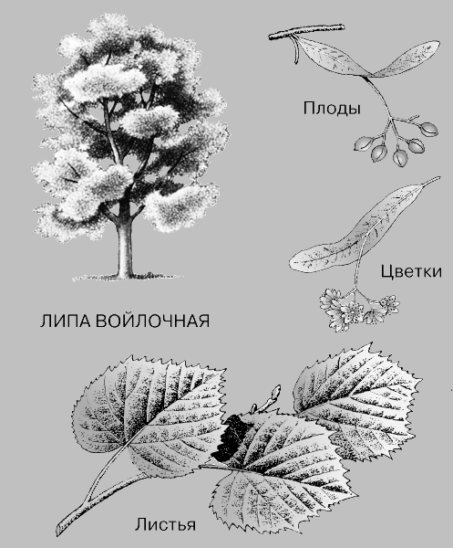 крупное дерево, листья которого сверху зеленого, а снизу серебристого цвета.