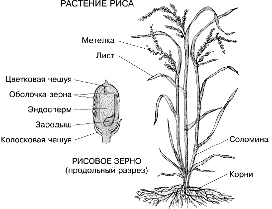 РАСТЕНИЕ РИСА