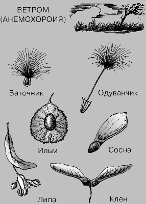 РАСПРОСТРАНЕНИЕ СЕМЯН ВЕТРОМ <div><img  style=