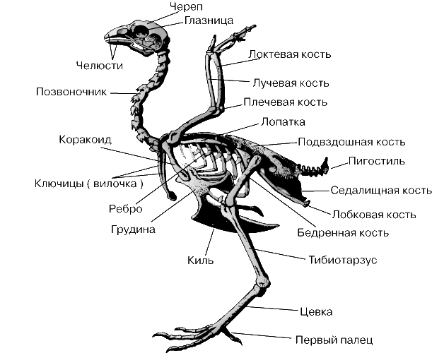 СКЕЛЕТ ПТИЦЫ