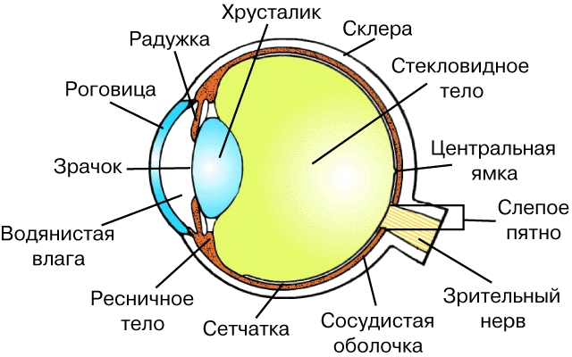 ВНУТРЕННЕЕ СТРОЕНИЕ ГЛАЗА