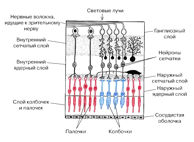 ПОПЕРЕЧНЫЙ СРЕЗ СЕТЧАТКИ