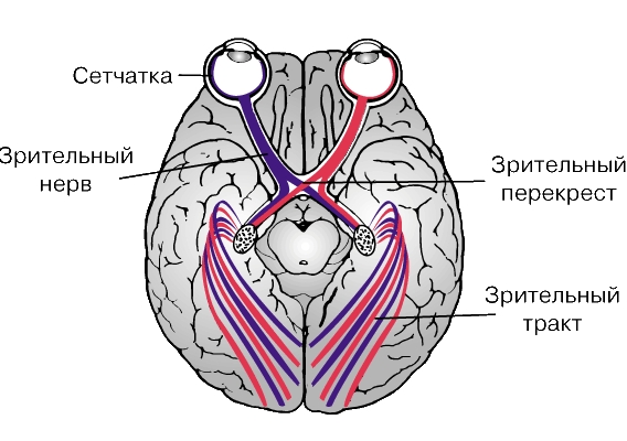 ЗРИТЕЛЬНЫЕ ПУТИ К МОЗГУ. Нервные импульсы, идущие от глаза, передаются по зрительному нерву в головной мозг. В точке, называемой зрительным перекрестком или хиазмой, зрительные нервы сливаются, разделяясь при этом на две части: внутреннюю, идущую от носовой половины сетчатки, и наружную, идущую от височной половины. Внутренние части нервов перекрещиваются, и каждая из них входит в противоположную часть мозга (совместно с наружной частью зрительного нерва от другого глаза). В результате этого ветвления и перекреста импульсы от левой стороны обоих глаз попадают в левое полушарие, а импульсы от правой стороны - в правое. В зрительной коре головного мозга импульсы от обоих глаз интерпретируются как зрительные образы.