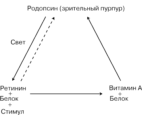 ФИЗИОЛОГИЯ ЗРЕНИЯ