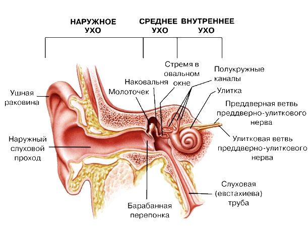 УХО ЧЕЛОВЕКА