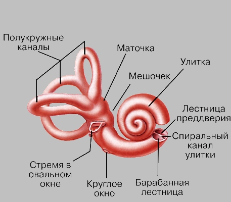 СТРОЕНИЕ УЛИТКИ