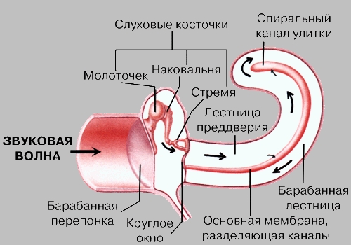 КАК ЧЕЛОВЕК СЛЫШИТ. Звуковая волна проходит по наружному слуховому проходу, достигает барабанной перепонки и заставляет ее колебаться. Эти колебания через систему слуховых косточек передаются на улитку - собственно орган слуха (на схеме витки улитки не показаны). Содержащаяся в ее каналах жидкость приходит в движение - под действием поступающих механических колебаний возникают бегущие волны, которые возбуждают чувствительные клетки, расположенные на основной мембране. Последние превращают давление волн жидкости в нервные импульсы, которые идут в мозг, где интерпретируются как звук.