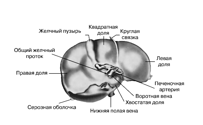 ПЕЧЕНЬ (вид снизу)