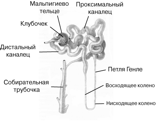 НЕФРОН (сильно увеличен)