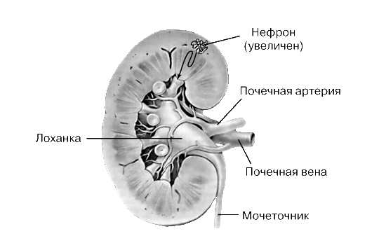 ПОЧКА (продольный разрез)