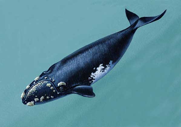 ЮЖНЫЙ КИТ (Eubalaena glacialis)