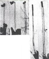 Рис. 1 - Углеродные нанотрубки, обнаруженные в 1952 г. сотрудниками ИФХЭ Л.В. Радушкевичем и В.М. Лу