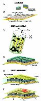 Самосборка люминесцентного дисплея (Science). 