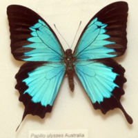 Рис.2.&nbsp; Фото бабочки Papilio ulysses, крылья которой являются природным фотонным кристаллом.