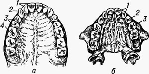 Зубы человека (верхняя челюсть); а - постоянные: 1 - резцы, 2 - клыки, 3 - премоляры, 4 - моляры; б - молочные: / - резцы, 2 - клыки, 3 - коренные