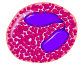 Изображение:Eosinophil 1.png