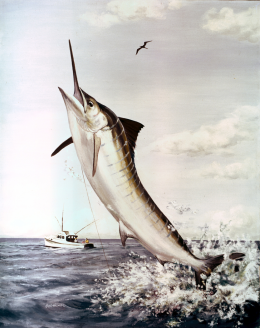 Tetrapturus audax