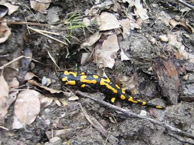 Feuersalamander.ogg