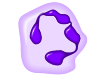 Файл:Neuthrophil.png