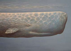 Кашалот, Physeter catodon