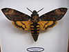 Acherontia atropos orig.jpeg