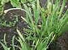 Allium nutans.JPG