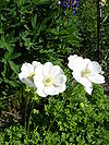 Anemone coronaria The Bride1d.UME.JPG