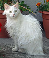 Angora.jpg