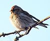 Arctic redpoll.jpg