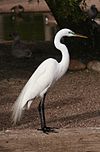 Ardea alba4.jpg