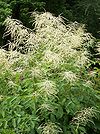 Aruncus dioicus RJB.JPG