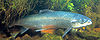 Atlantischer Lachs.jpg