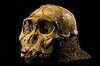 Australopithecus sediba.JPG