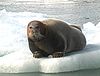 Beardedseal2.jpg