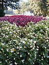 Begonia Semperflorens Hybrids 1005Overview.JPG