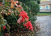 Berberis-aggregata.JPG